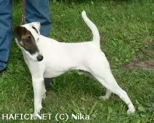 Co to je za plemeno?