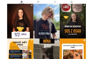 Adopce štěňat na instagramu @Hledaczvirat.cz
