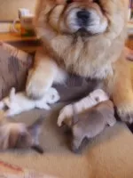 Nejpyšnější táta