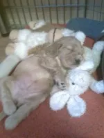 Nejroztomilejší štěňátko