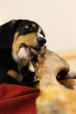 Nejhlodavější pes