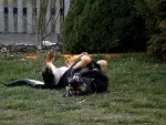 Nejhravější pes