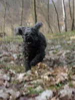 Nejsplašenější pes