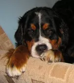 Nejkrásnější čumáček