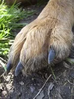 Nejkrásnější psí tlapka