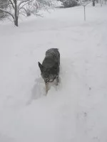 Nejzuřivější pes