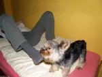 Nejzuřivější pes