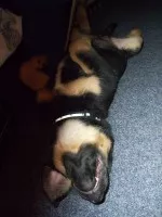 Nejlepší psí lenoch