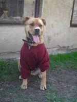 Nejzajímavější psí vizáž