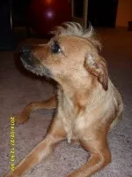 Nejelegantnější pes