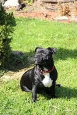 Nejelegantnější pes