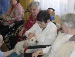 štěňátka při socializaci
v domově seniorů