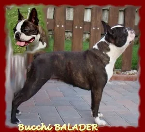 Bucchi Balader