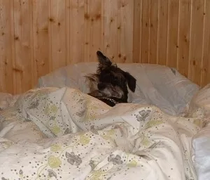 Jeste jste nevideli psa v posteli?