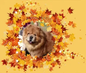 ŠÍMA