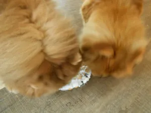 společná likvidace dortíčku