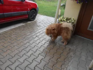 ŠÍMA - 0 palec