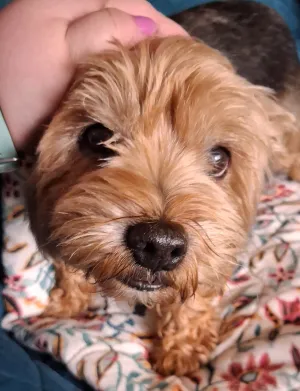 Teddy - 0 palec