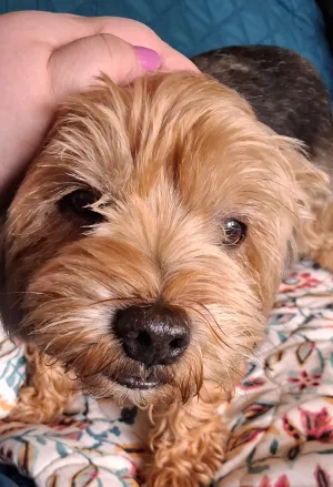 Teddy - 0 palec