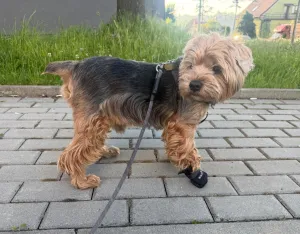 Teddy - 0 palec