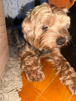 Teddy - 0 palec