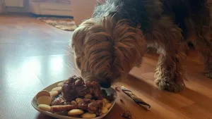 Teddy - 0 palec