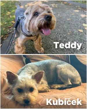 Teddy - 0 palec