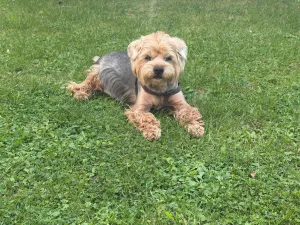 Teddy - 1 palec