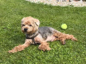 Teddy - 0 palec