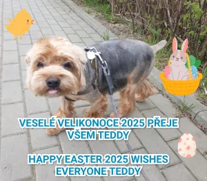 Teddy - 1 palec