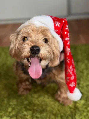 Vánoční Teddy❤️