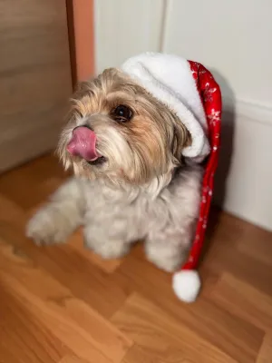 Vánoční Matty ❤️