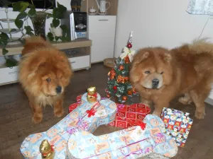 Ježíšek naděloval - krásné kostičky