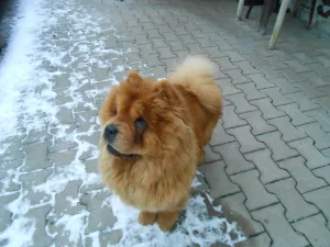 venku trochu nasněřilo