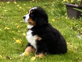 Charlie
