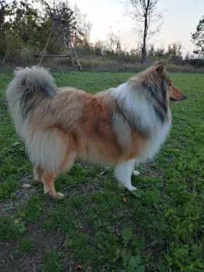 Persy od Denninky (Kayl)