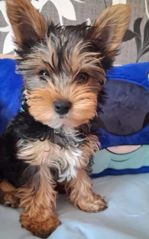 Kubíček - 1 palec