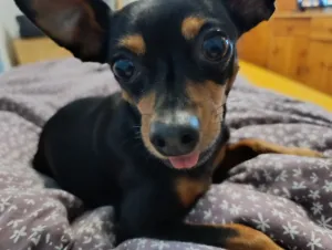 Jack vyplazuje jazyk