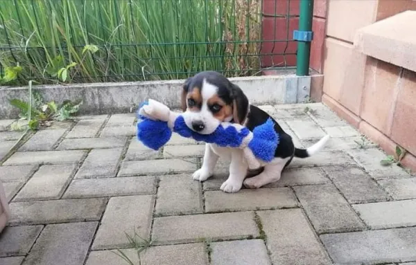 *