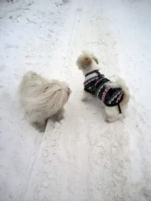 s Kimi ve sněhu 16.1.2010