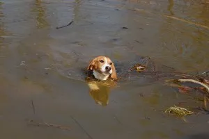 miluje plavání