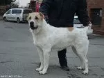 Středoasijský pastevecký pes