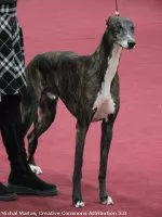 Anglický chrt (Greyhound)