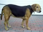 Kerry beagle