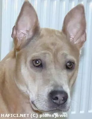 Co to je za plemeno?