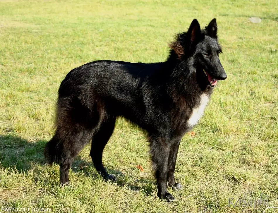 Co to je za plemeno?