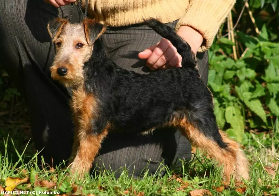 Co to je za plemeno?