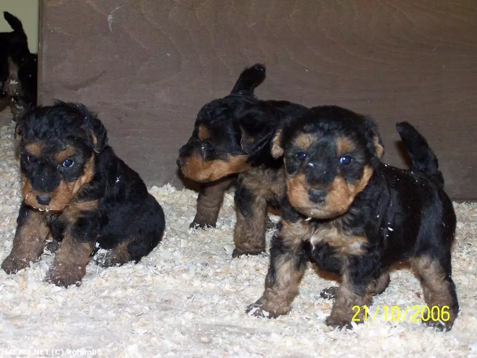 Co to je za plemeno?