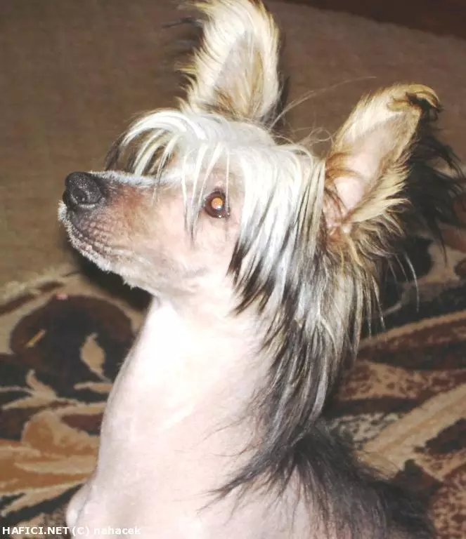 Co to je za plemeno?