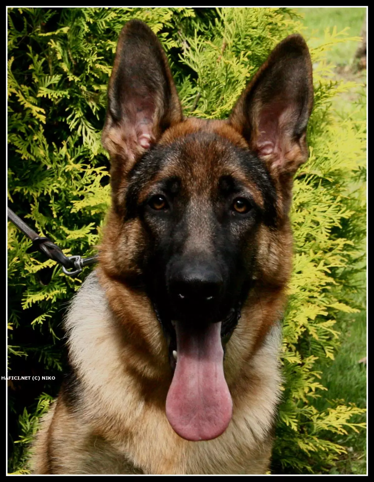 Co to je za plemeno?